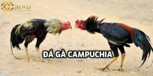 Đá gà Campuchia vô cùng nổi tiếng