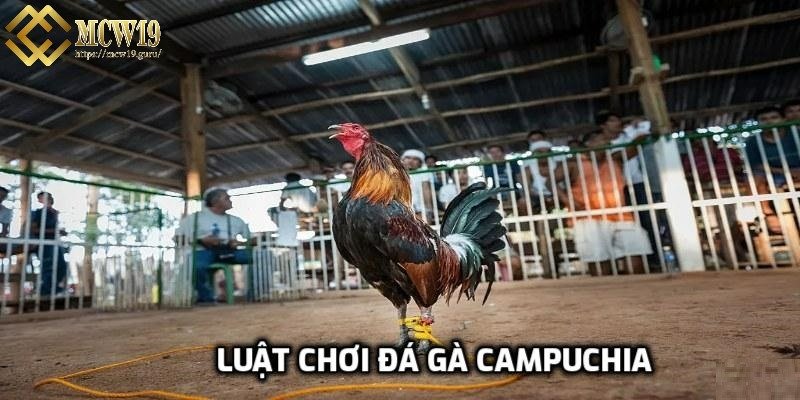 Thông tin luật đá gà tại nhà cái