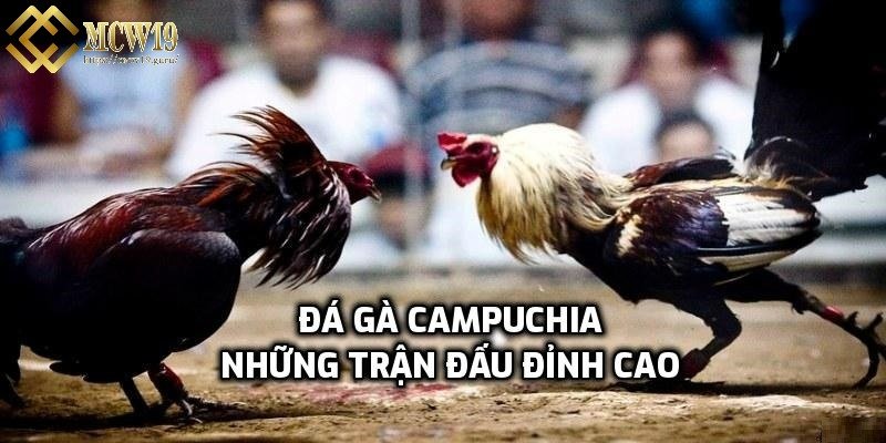 Trận đấu chọi gà đỉnh cao