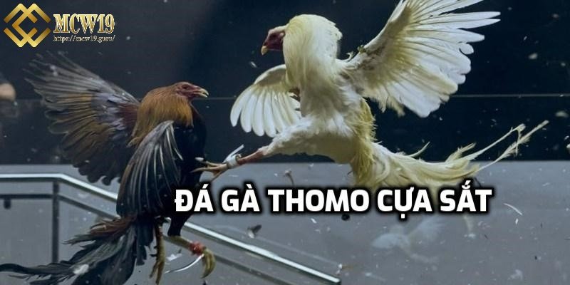 Đá gà Thomo cựa sắt