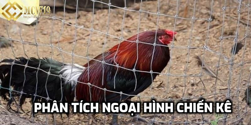 Biết đánh giá ngoại hình của chiến kê