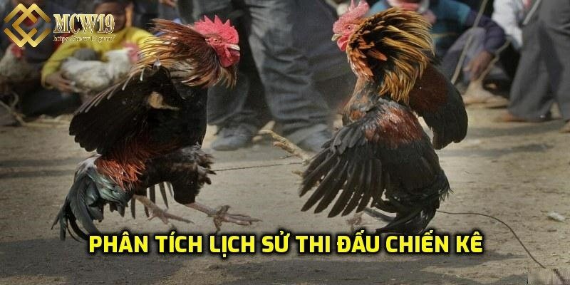 Tìm hiểu lịch sử thi đấu của gà